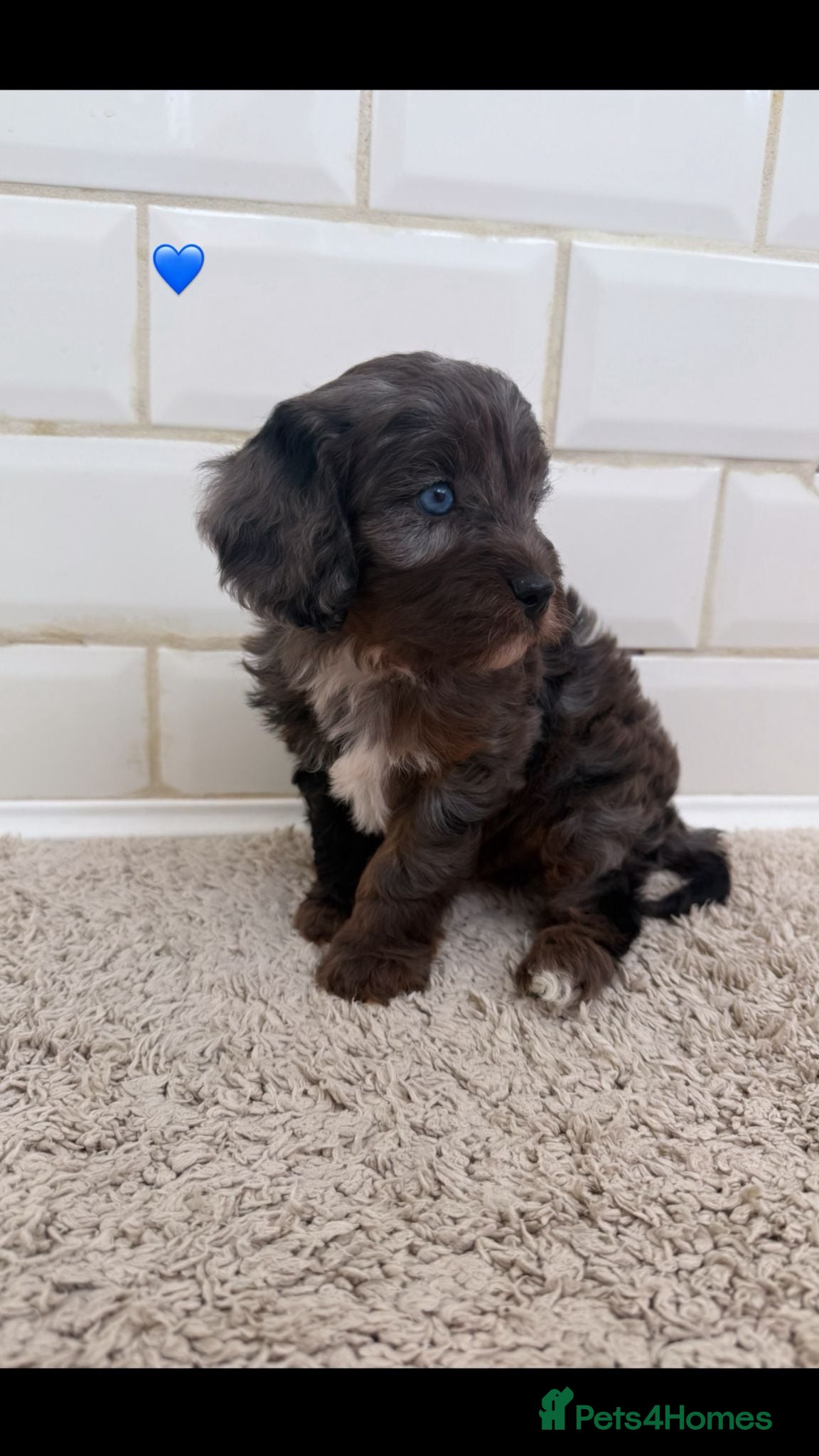 Cavapoo dogs Unusual colours merle cavapoos   - Advert 1