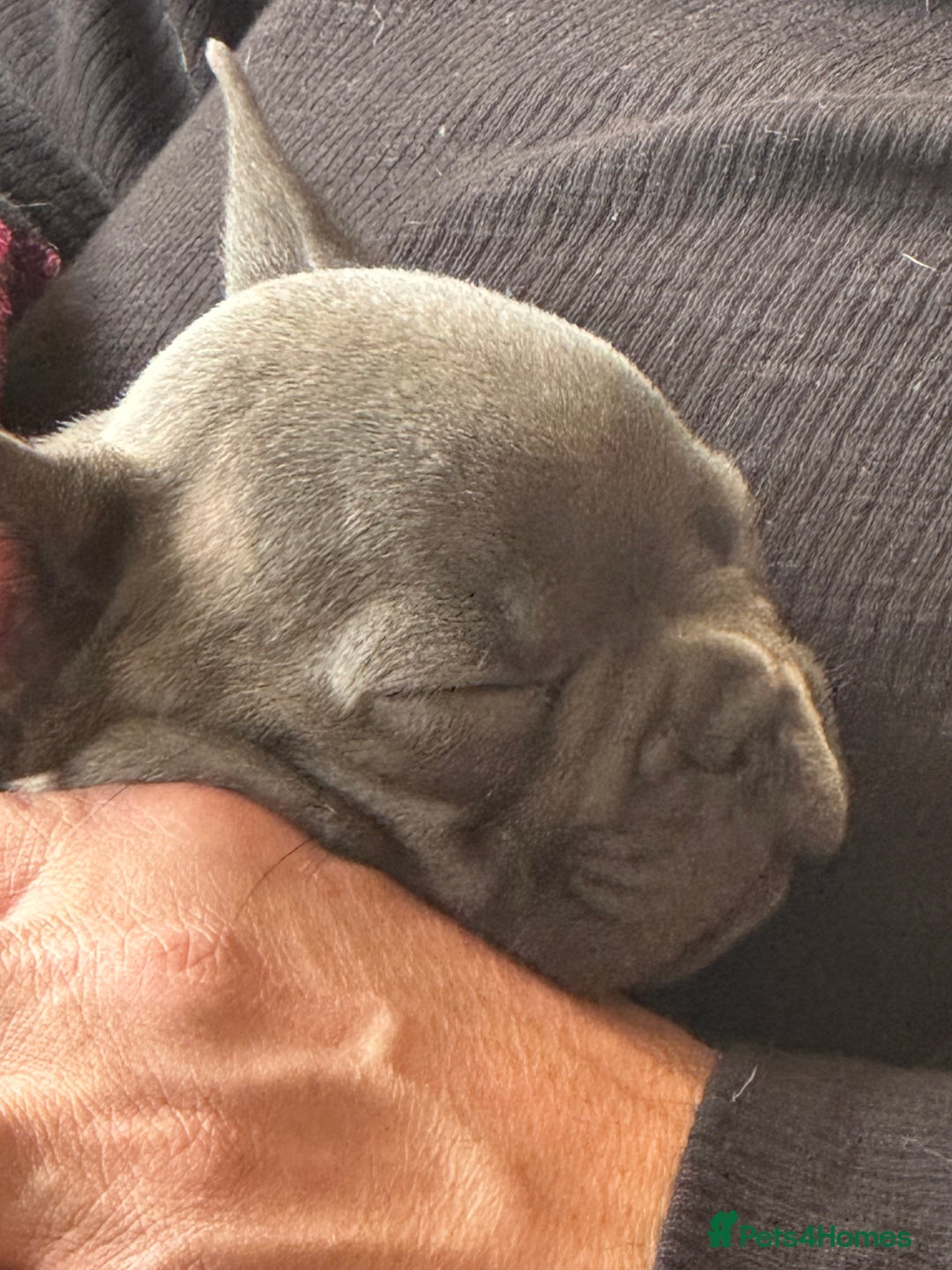 French Bulldog dogs for sale: Radka Weeden - Image 5