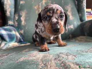 Miniature Dachshund dogs Gorgeous girl left! Miniature Dachshund puppies - Advert 6