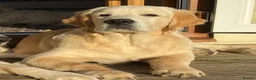Golden Retriever dogs for stud: Golden Retriever Stud in Selby - Advert 4