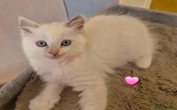 Ragdoll cats for sale: Affordable Ragdolls purebred for sale - Image 8