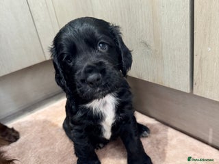 Cocker Spaniel dogs Cocker spaniel kc - Advert 18