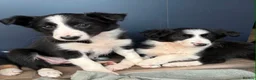 Border Collie dogs for sale: Beautiful Border Collie Puppies  - Advert 5