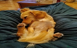 Mixed Breed dogs for sale: Kokoni breed  - Image 3