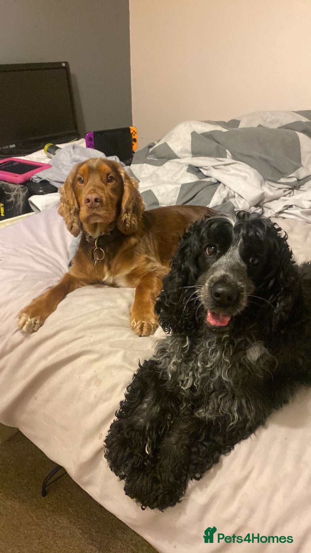 Cocker Spaniel dogs for sale: Show cocker spaniel  - Image 4