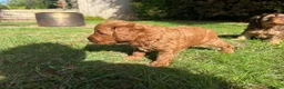Cockapoo dogs for sale: F3 cockerpoos - Advert 11