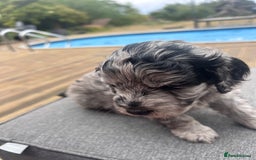 Cavapoo dogs for sale: 🌟HEALTH TESTED F1B CAVAPOO MERLE STUNNING PUPPIES - Image 6