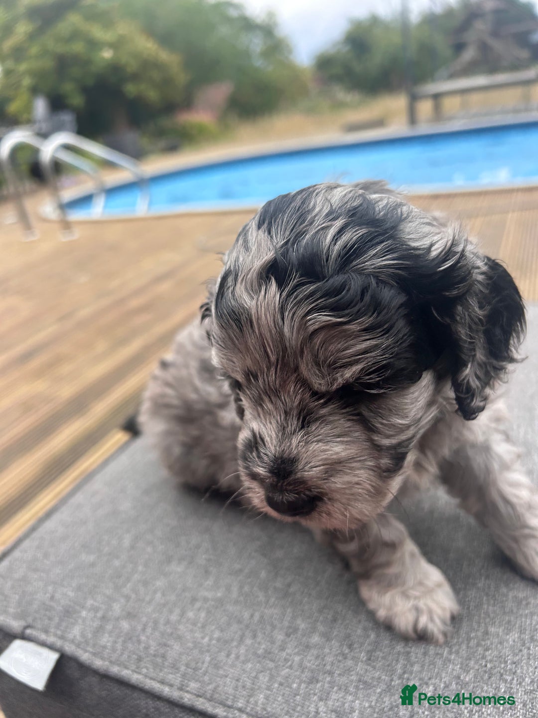 Cavapoo dogs for sale: 🌟HEALTH TESTED F1B CAVAPOO MERLE STUNNING PUPPIES - Image 6