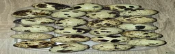 Quail poultry for sale: Mixed Colour Coturnix Quail Hatching Eggs - Advert 3