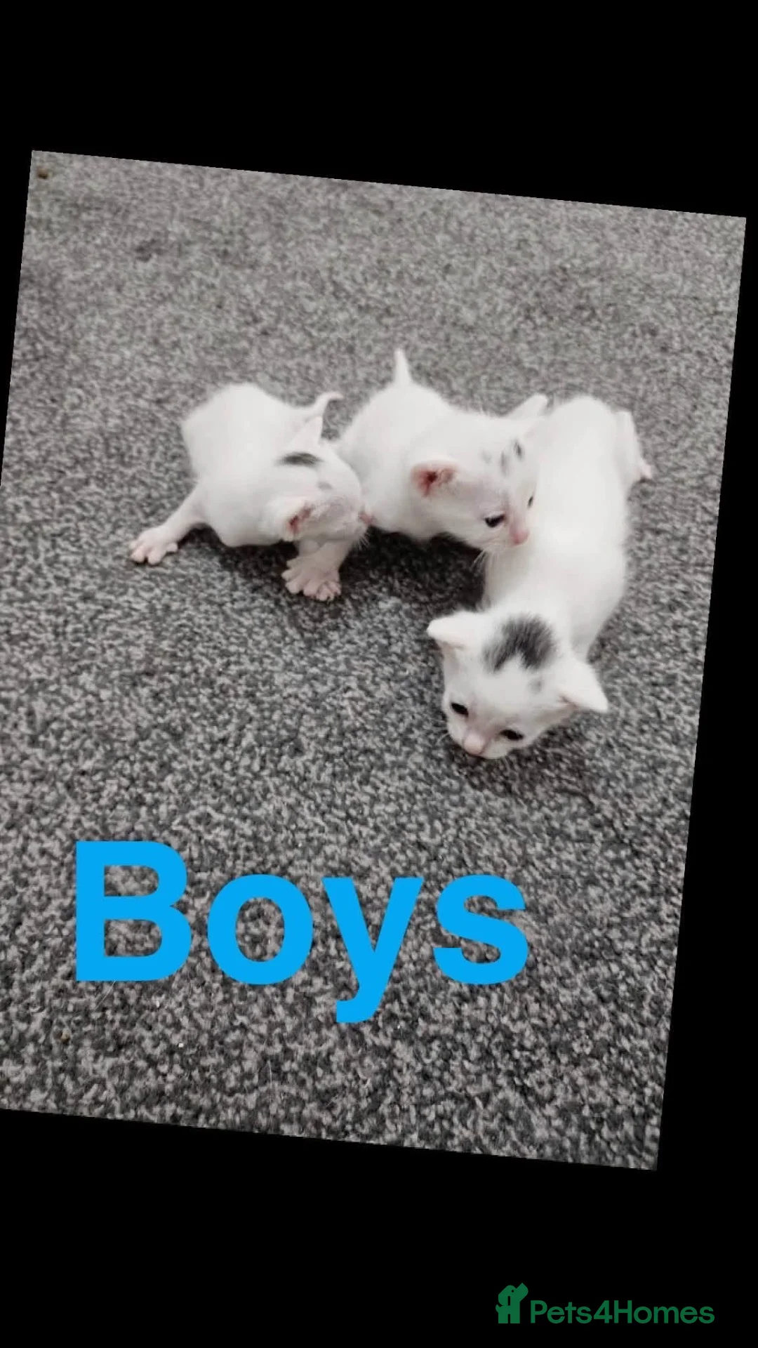 Turkish Angora cats for sale: Kittens for sale  - Advert 7