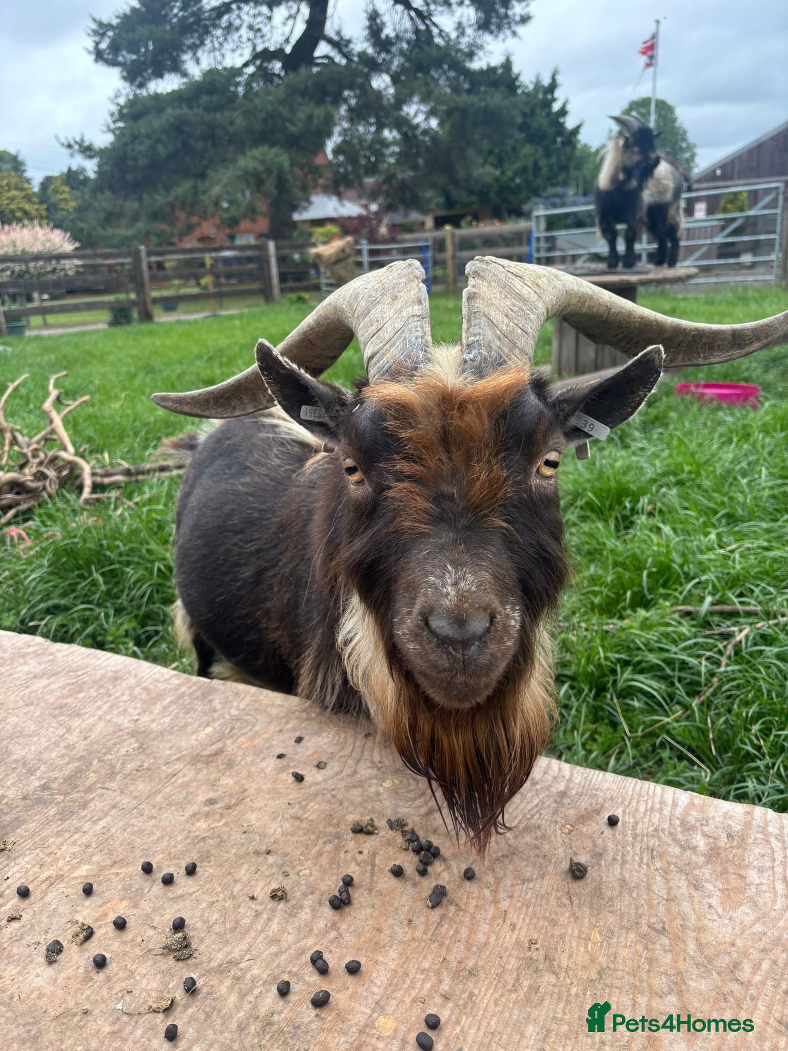 Goats livestock for sale: Pygmy goat Billy  - Advert 4