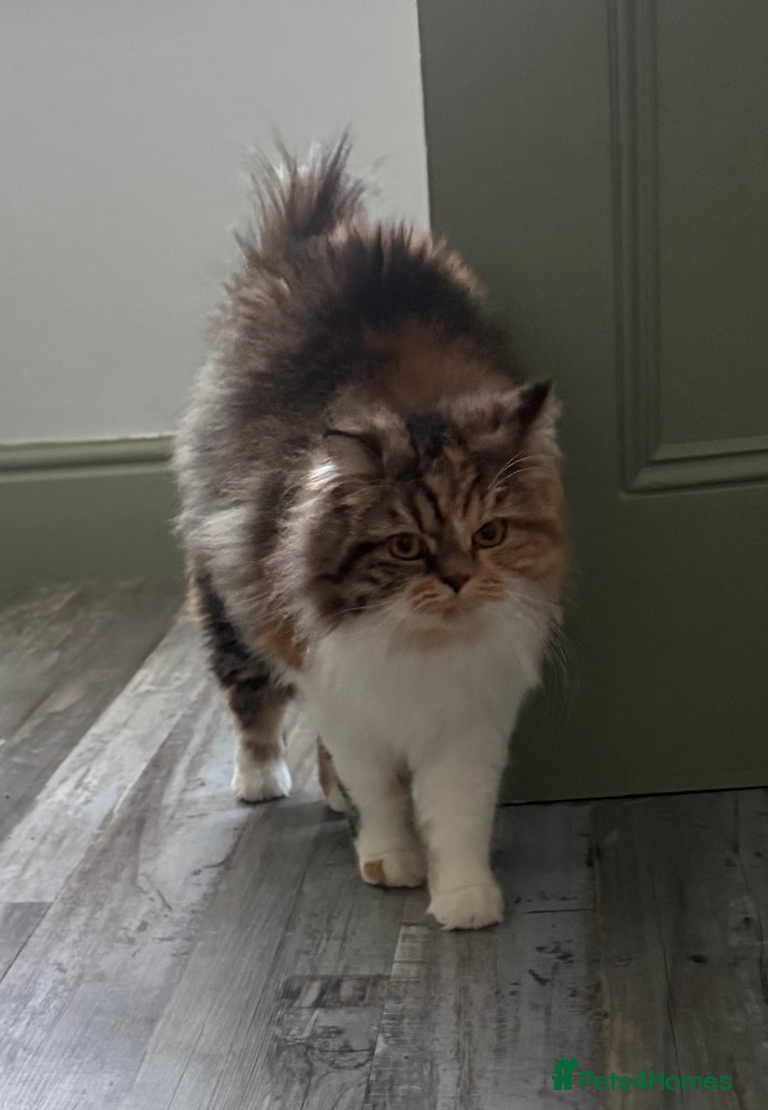 Persian cats for sale: Persian x angora adult  - Advert 6