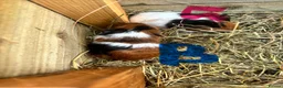 Guinea Pig rodents for sale: 2 sows and 2 boars available  - Advert 8