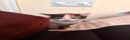 Mixed Breed cats for sale: 2 stunning black and white Kittens left - Advert 21