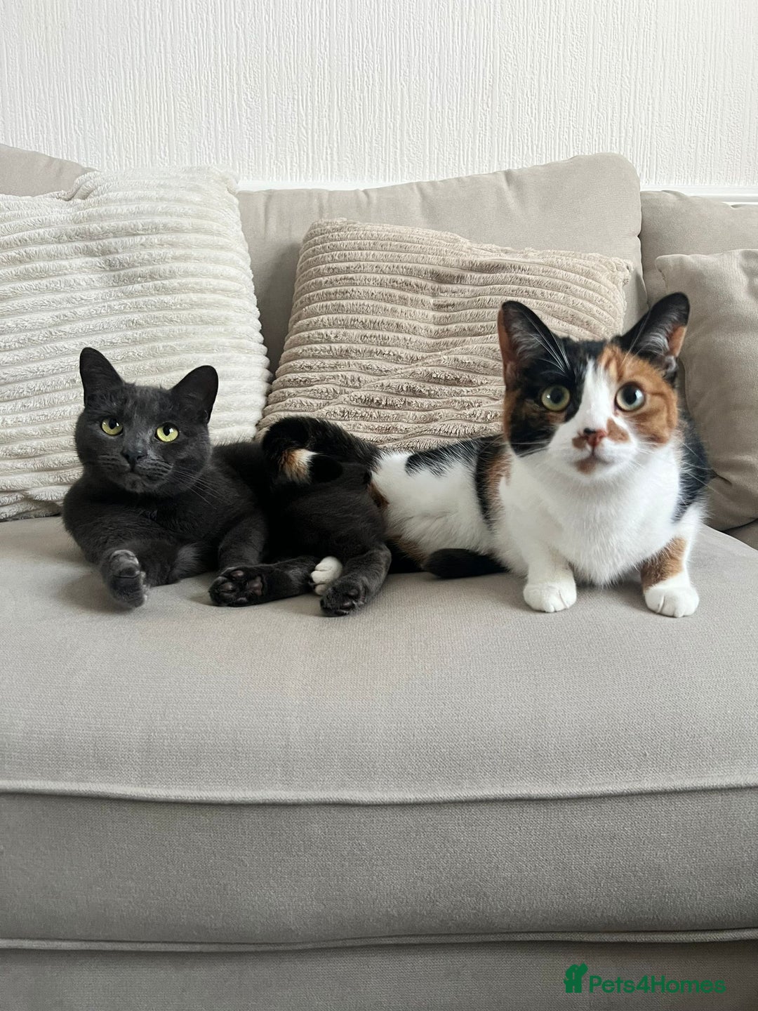 Mixed Breed cats for sale: Two Female Cats - Image 1