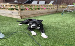 Staffordshire Bull Terrier dogs for sale: Young male staffy for adoption - Image 3