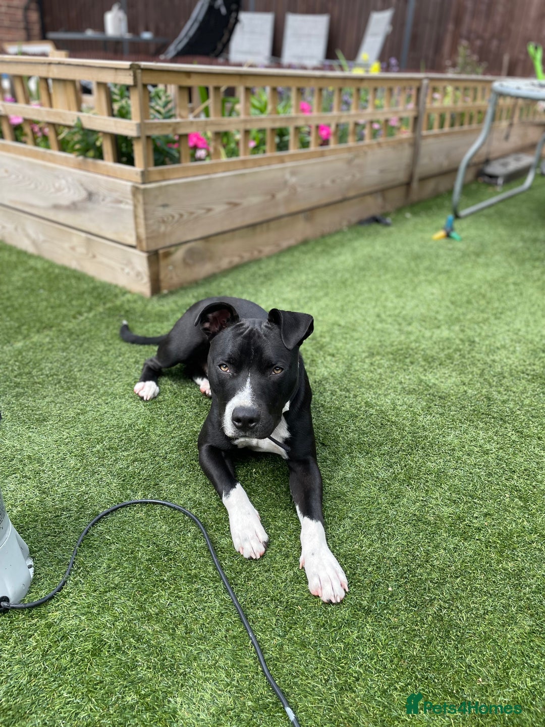 Staffordshire Bull Terrier dogs for sale: Young male staffy for adoption - Image 3