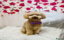 Miniature Poodle dogs for stud: Teddy KC Registered/Health tested Toy Stud in Wigan - Image 6