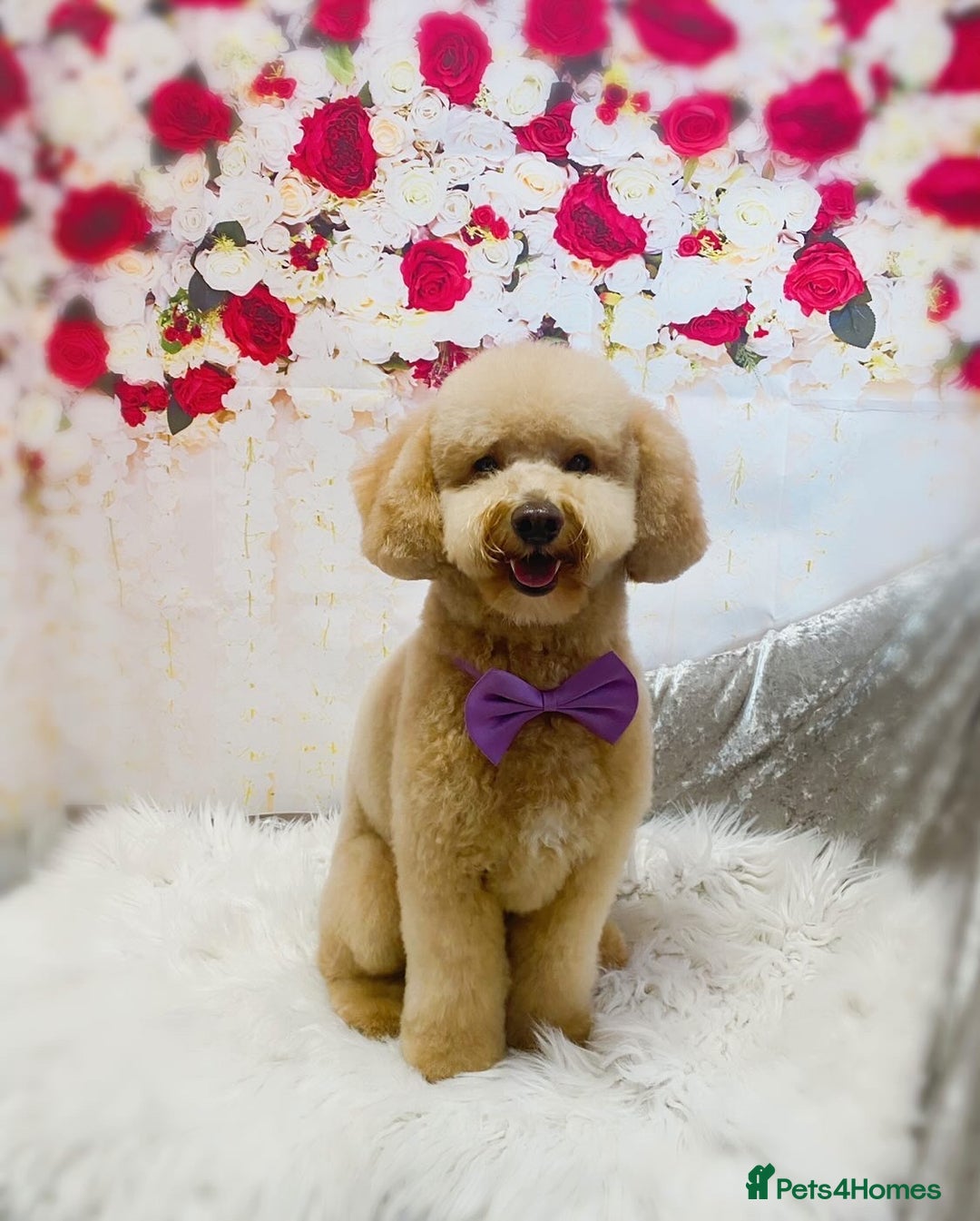 Miniature Poodle dogs for stud: Teddy KC Registered/Health tested Toy Stud in Wigan - Image 6