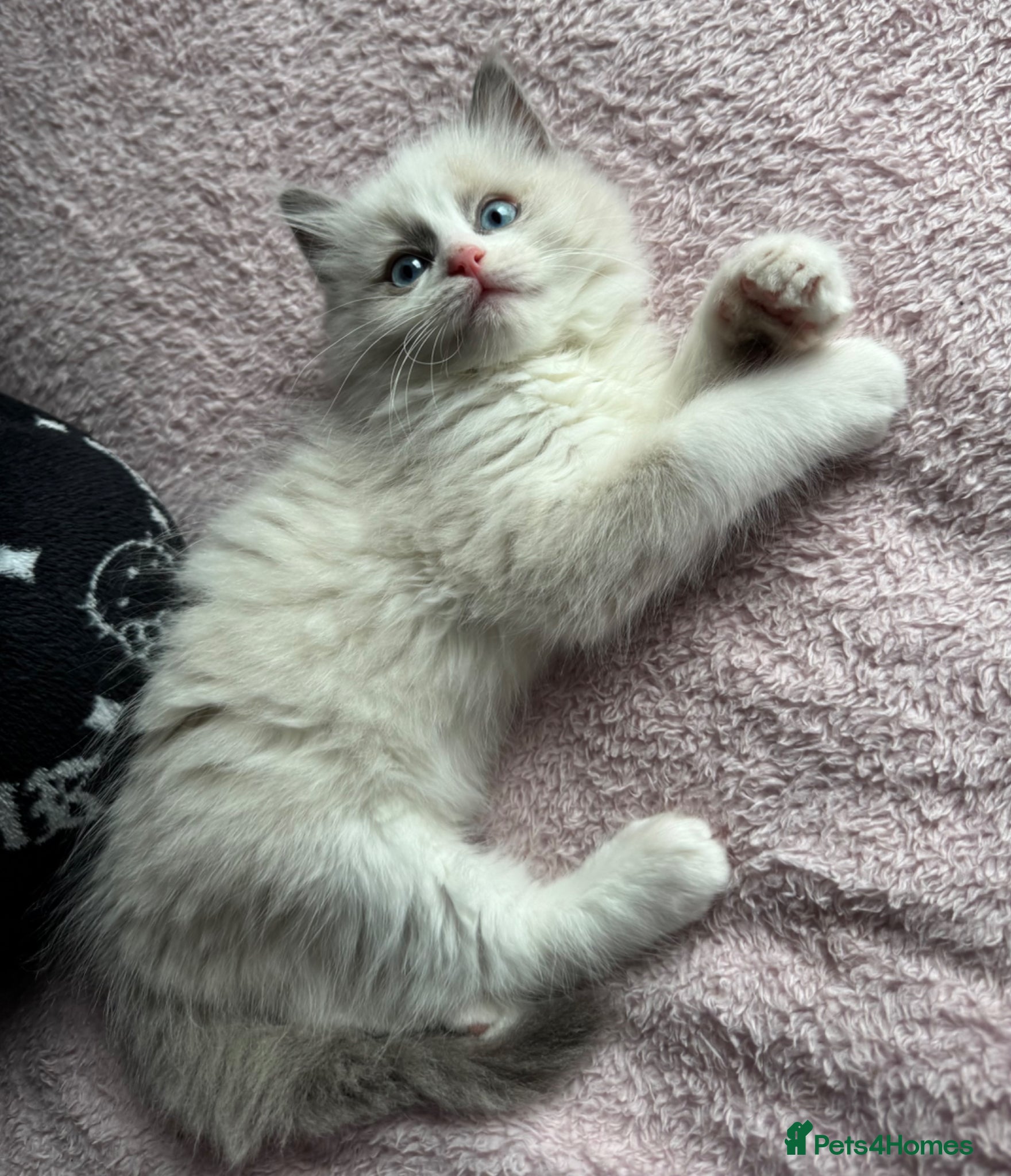 Ragdoll cats Ragdoll kitten  - Advert 17