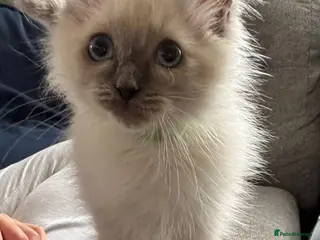 Ragdoll cats Beautiful ragdoll kittens - Advert 13