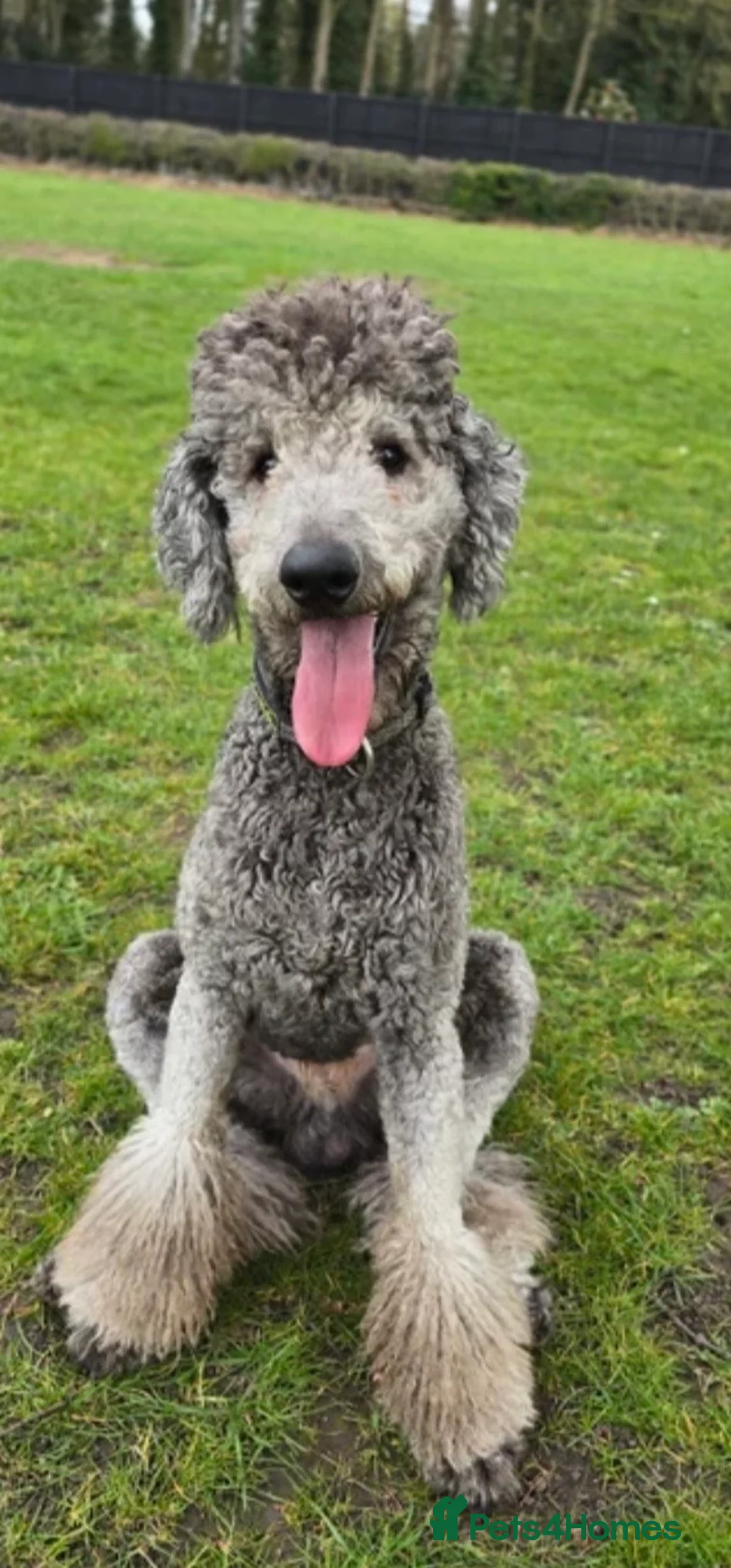 Goldendoodle dogs for sale: Goldendoodle F1b - Advert 40