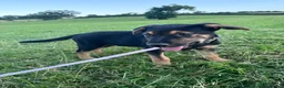 Huntaway dogs for sale: Huntaway puppies - Advert 3