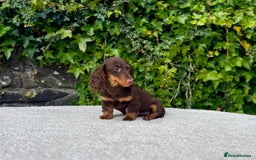 Miniature Dachshund dogs for sale: Long Haired Miniature Dachshunds - READY NOW! - Image 5