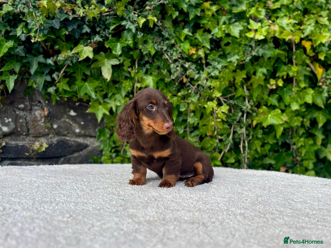 Miniature Dachshund dogs for sale: Long Haired Miniature Dachshunds - READY NOW! - Image 5