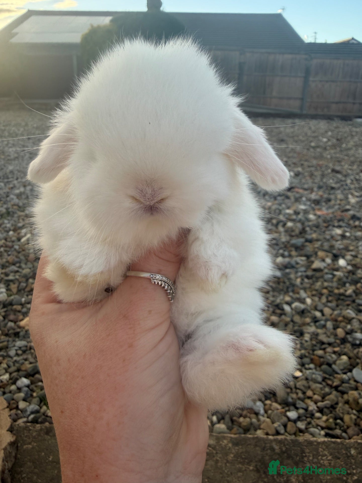 Mini Lop rabbits Beautiful mini lop ready to reserve 🩷🥰 - Advert 2