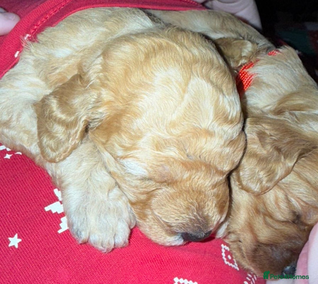 Cavapoo dogs for sale: Delightful Cavapoo puppies - Advert 6