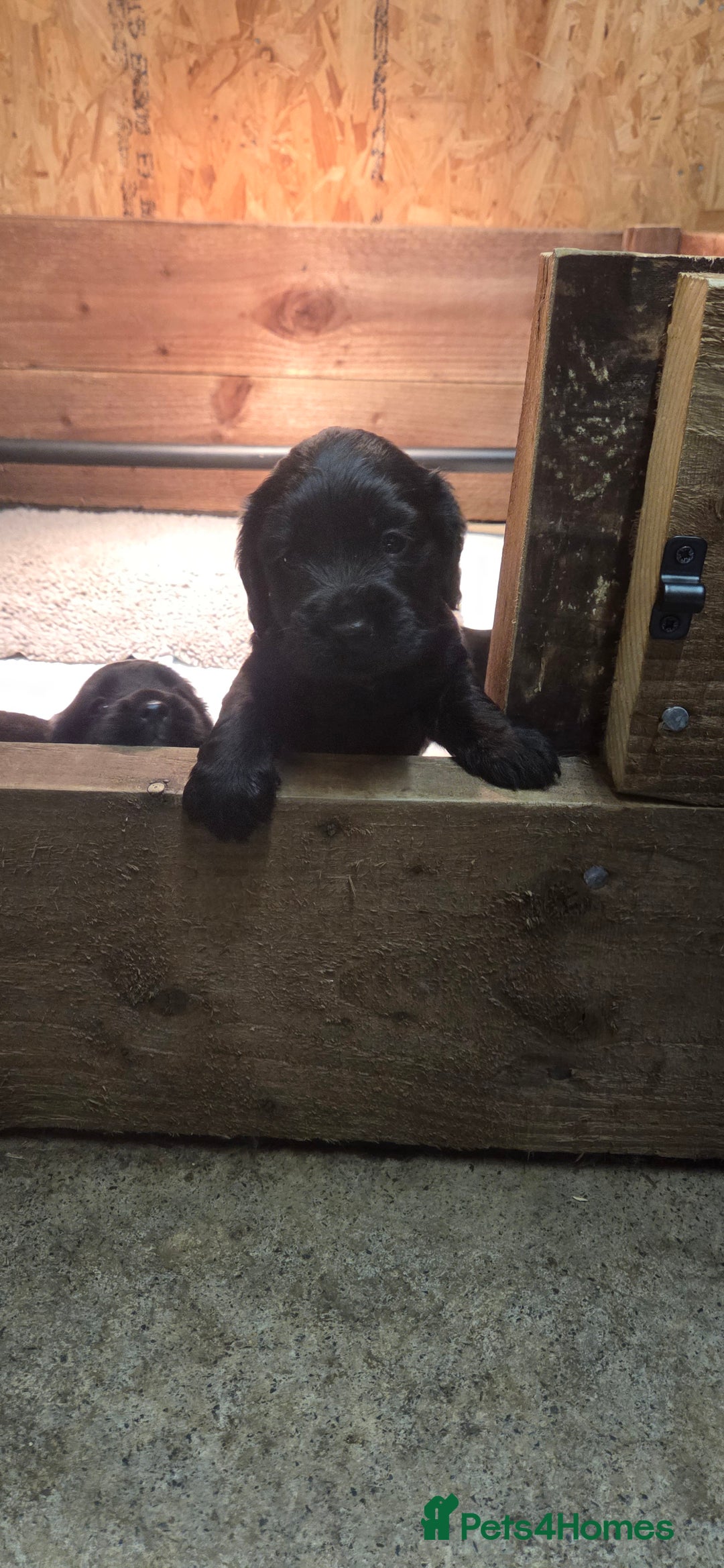 Cocker Spaniel dogs for sale: KC reg Working Cocker Spaniel Pups - Image 9