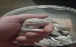 Rat rodents for sale: Adorable baby rats - Image 4