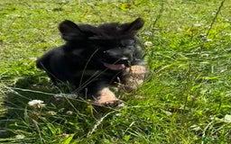 German Shepherd dogs for sale: German shepherd pups - Image 22