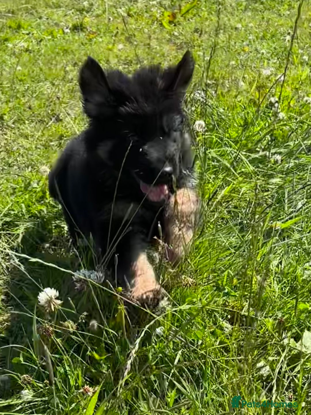 German Shepherd dogs for sale: German shepherd pups - Image 22