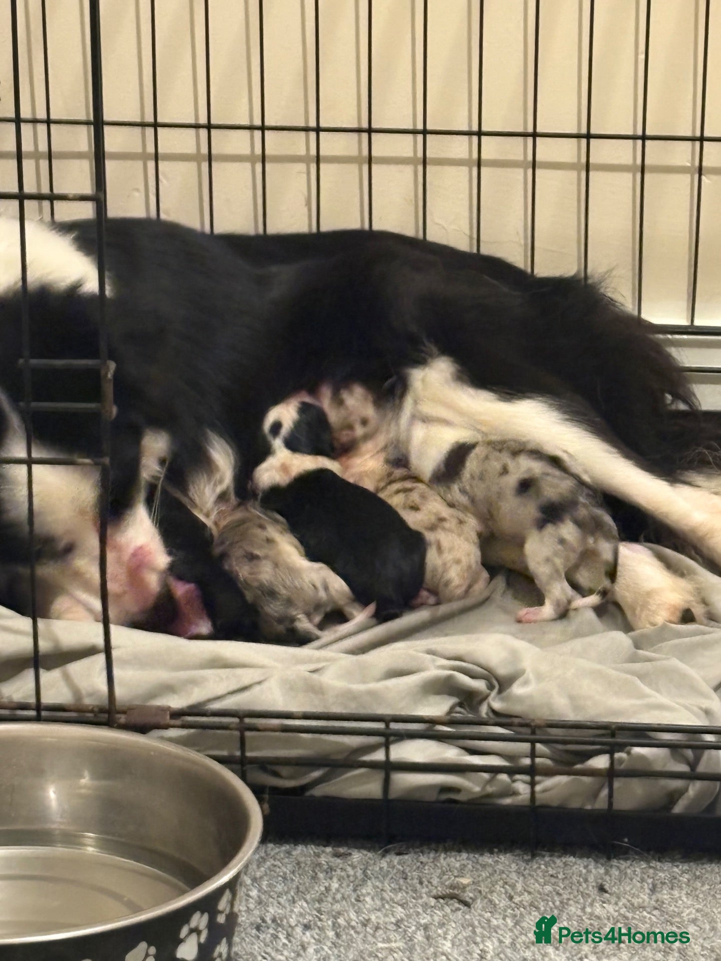 Border Collie dogs  Long coated pure bred collie puppies blue merles  - Advert 2