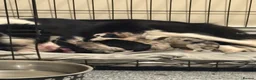 Border Collie dogs for sale:  Long coated pure bred collie puppies blue merles  - Advert 2