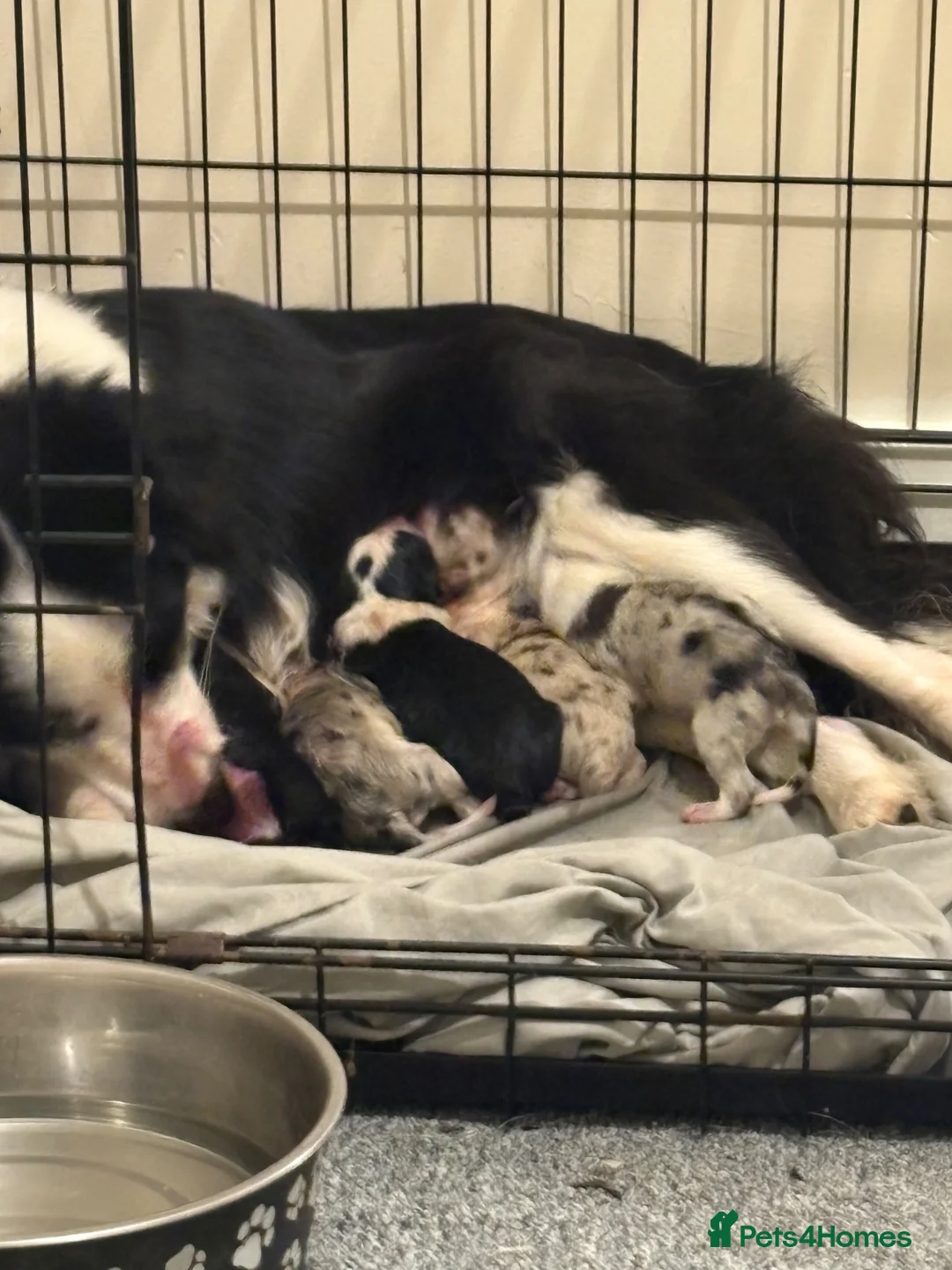 Border Collie dogs for sale:  Long coated pure bred collie puppies blue merles  - Advert 2