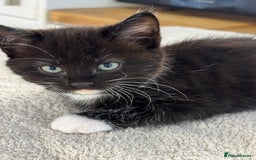 Ragdoll cats for sale: RAGDOLL MIX KITTENS FOR SALE - Image 3