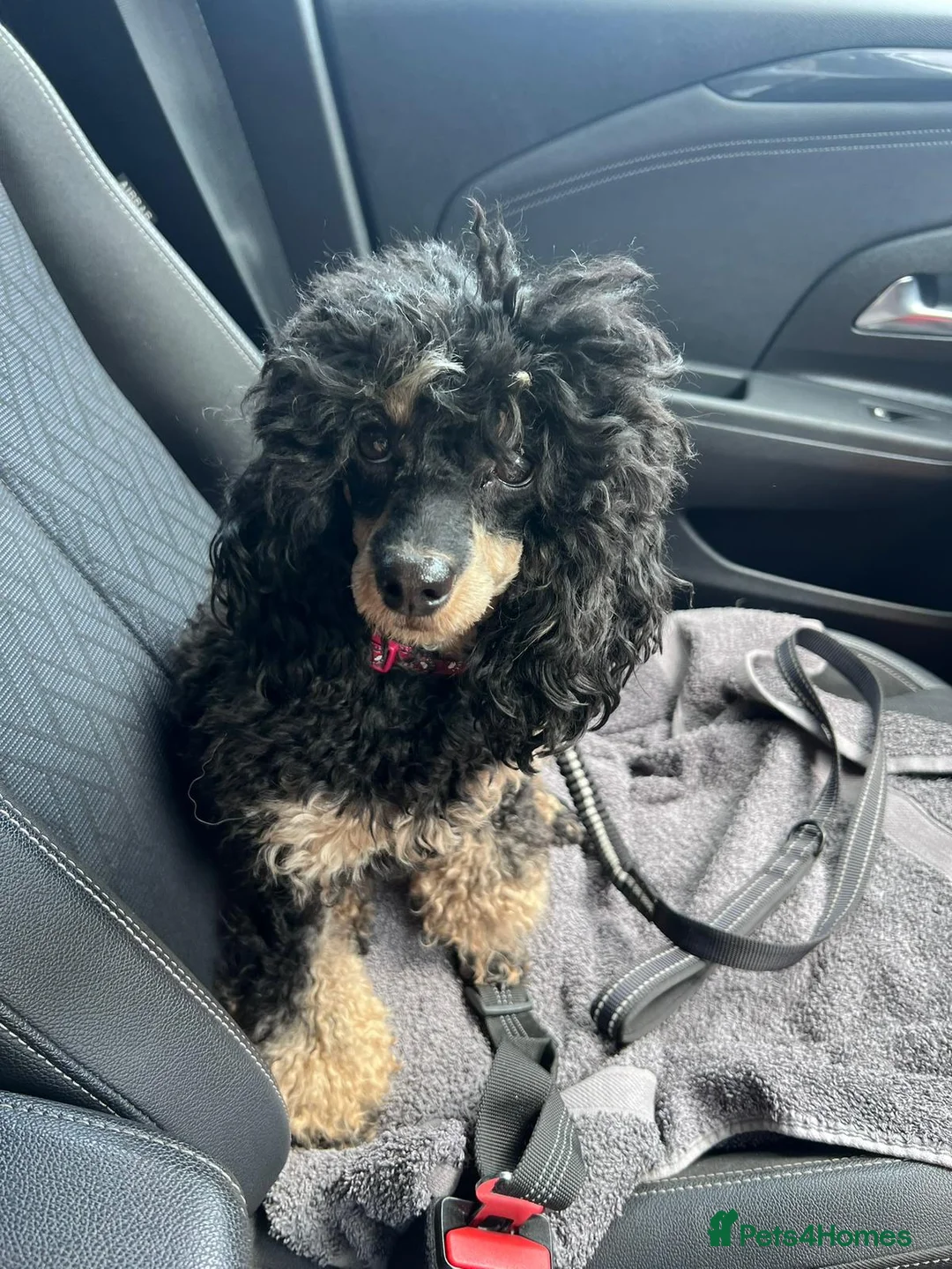 Toy Poodle dogs for sale: ⭐Quality KC Toy Poodle Pups⭐ - Advert 5