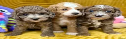 Cavapoo dogs for sale: Stunning F1B Cavapoos FULLY DNA health tested - Advert 1
