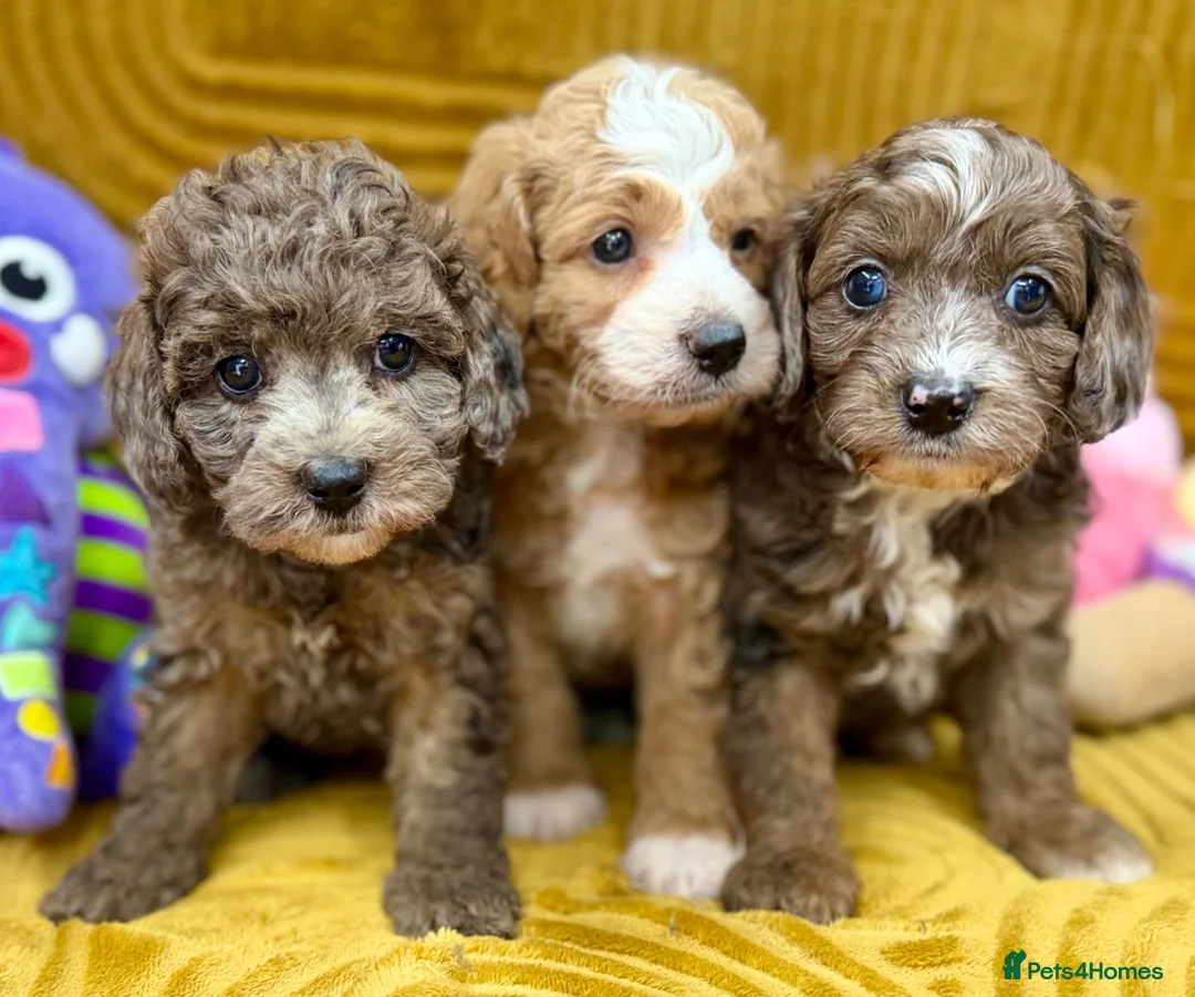 Cavapoo dogs for sale: Stunning F1B Cavapoos FULLY DNA health tested - Advert 1