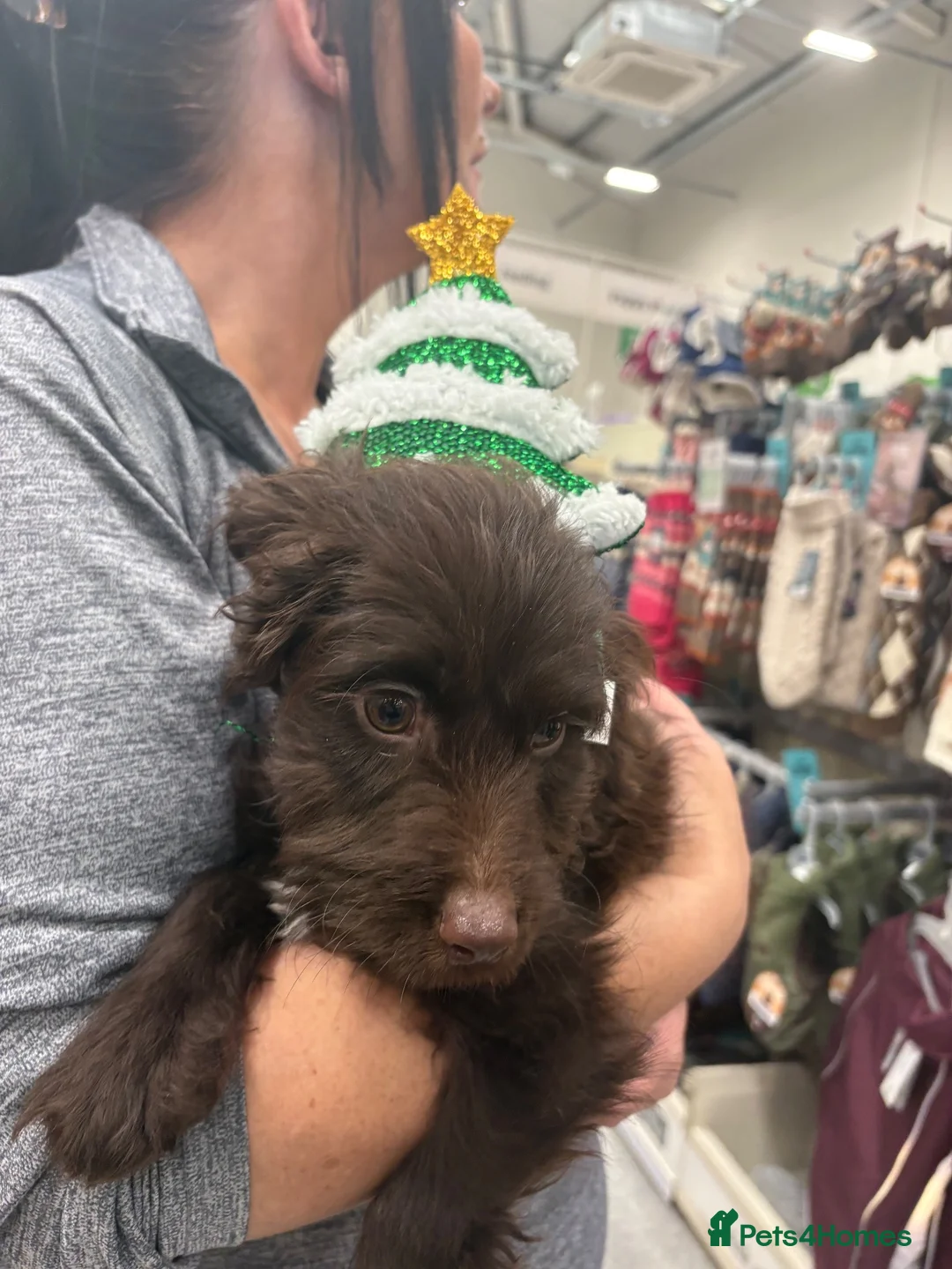 Cockapoo dogs for sale: 13 week old cockapoo  in Hartlepool - Advert 1
