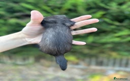 Ferret rodents for sale: solid black cross polecat kits  - Image 8