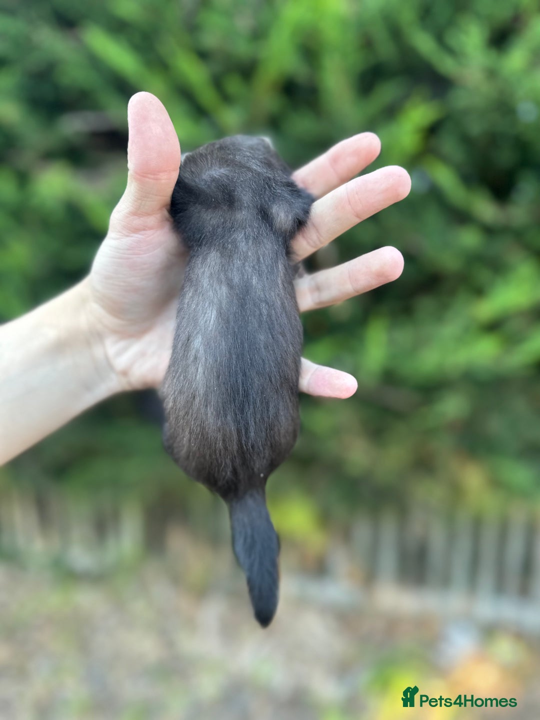 Ferret rodents for sale: solid black cross polecat kits  - Image 8