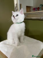 British Shorthair cats - Advert 6