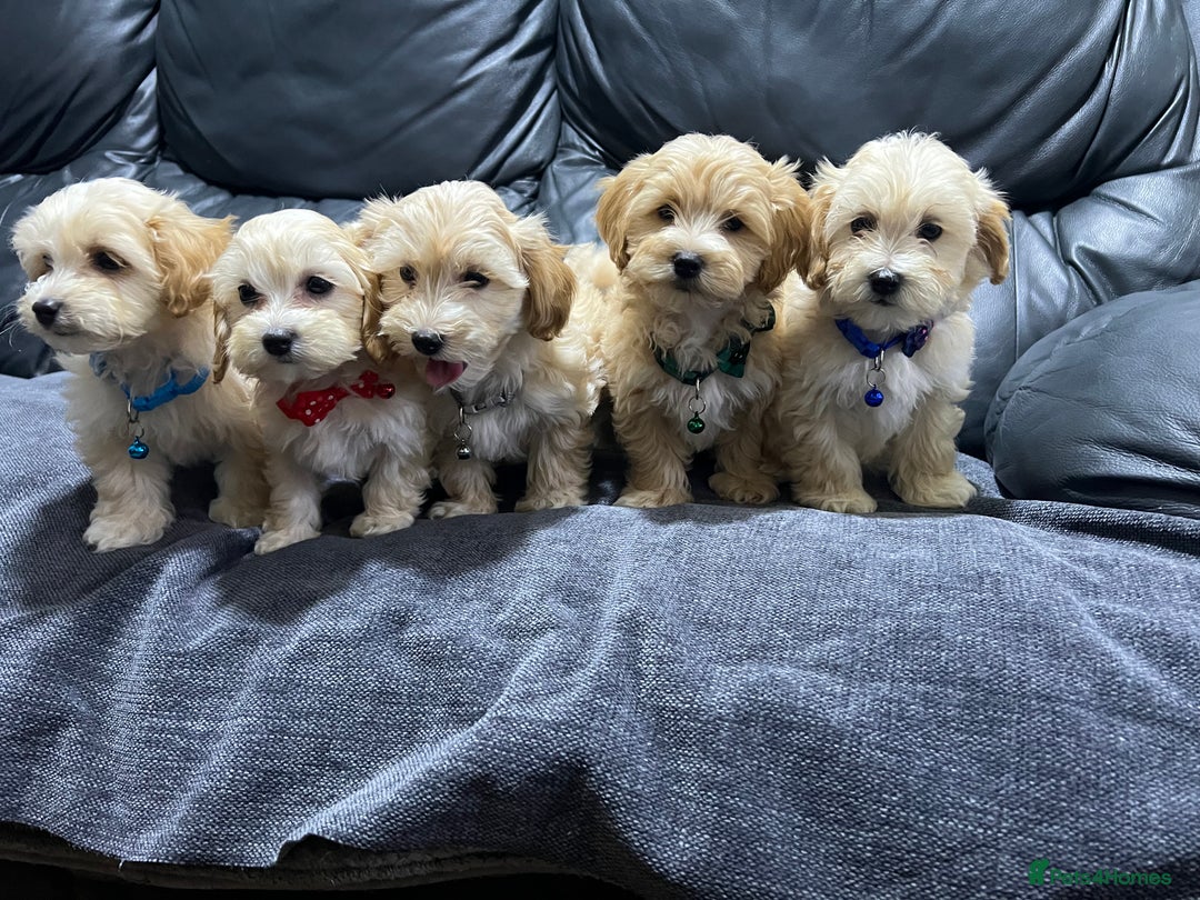 Maltipoo dogs for sale: Gourgeous maltipoo litter 🐶🐾 - Image 2