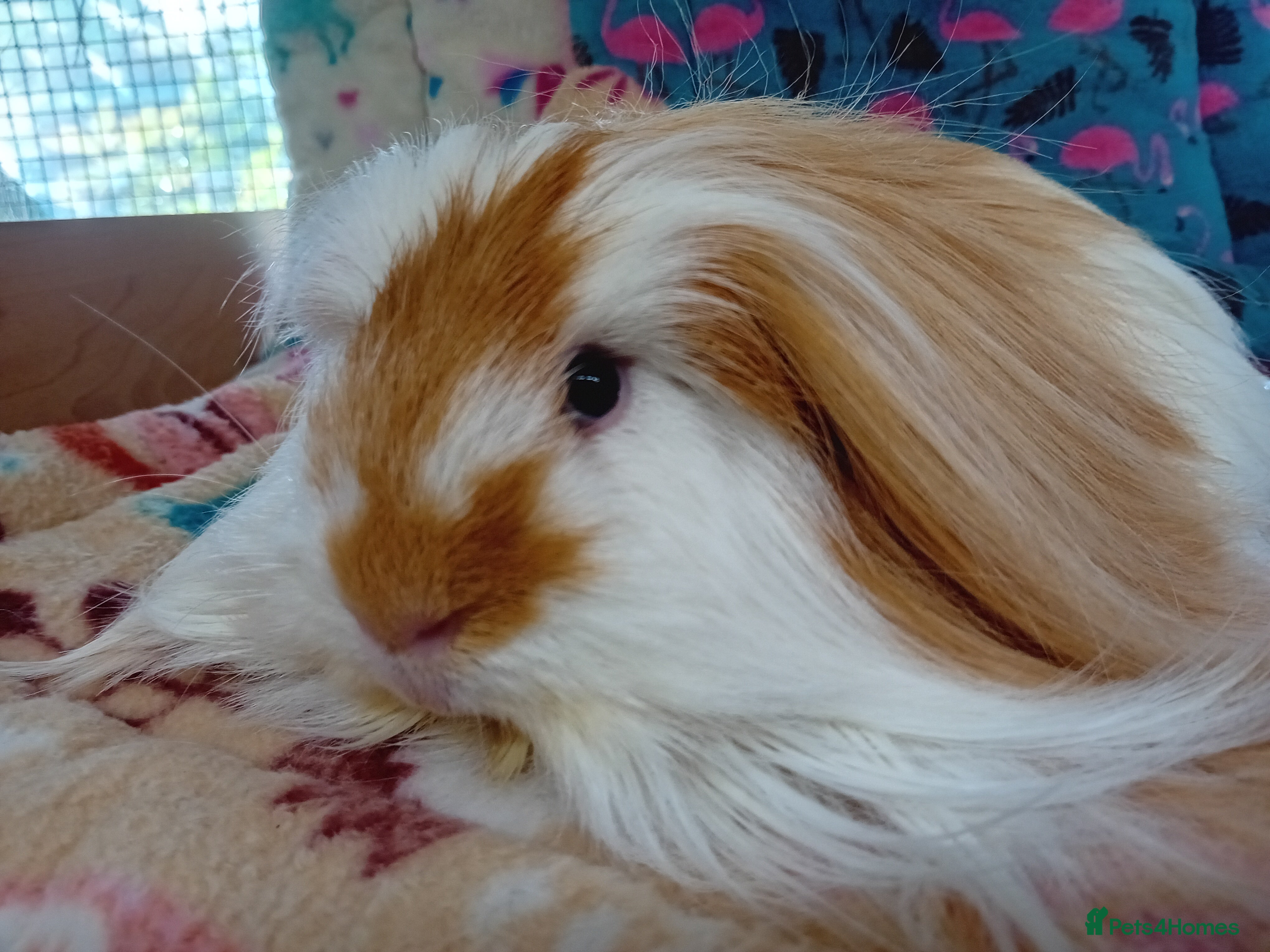 Guinea Pig rodents Baby Golden Boars / Young Adult Sheltie Boar  RTL  - Advert 14