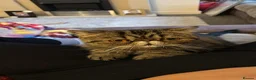 Exotic cats for sale: Exotic short hair tabby  in Bradford - Advert 1