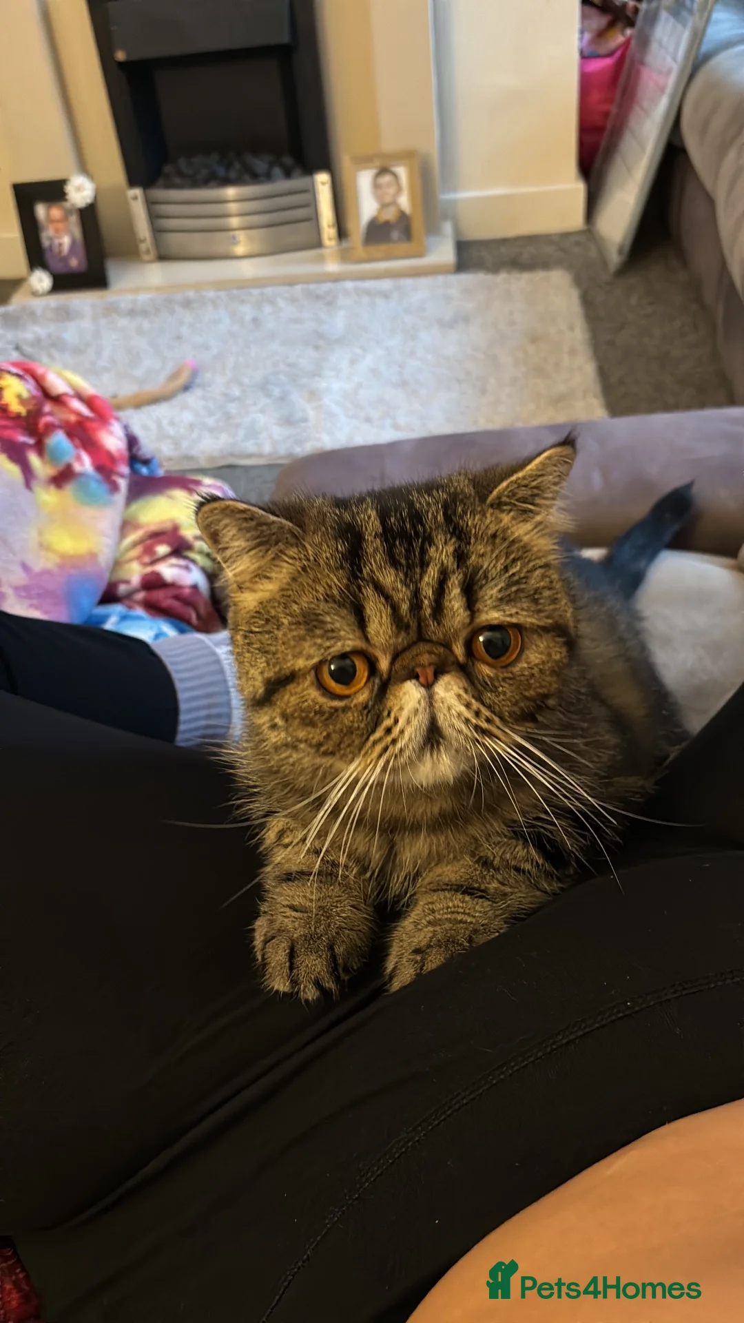 Exotic cats for sale: Exotic short hair tabby  in Bradford - Advert 1